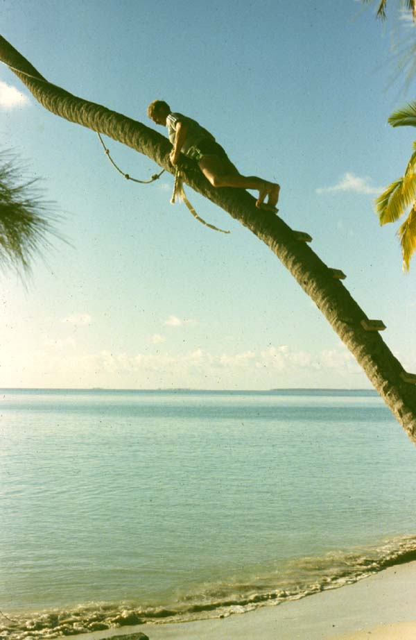 81_06_16_SailorInPlamTree