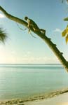 81_06_16_SailorInPlamTree